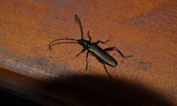 _DSC5991