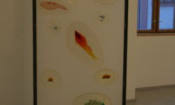 IMG_9568